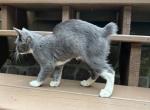 American Bobtail for adoption - American Bobtail Kitten For Sale - Lancaster&comma; PA&comma; US