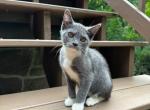 Black bobtail girl kitten - American Bobtail Kitten For Sale - Philadelphia&comma; PA&comma; US