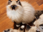 Seal mitted - Ragdoll Kitten For Sale - Bristow&comma; VA&comma; US