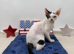 Hammy - Devon Rex Kitten For Sale - 