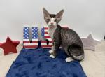 Squeaky - Devon Rex Kitten For Sale - 