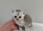 Sky - British Shorthair Kitten For Sale - Winder&comma; GA&comma; US