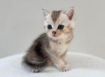 Cosmo - British Shorthair Kitten For Sale - Winder&comma; GA&comma; US