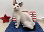 Itsy Bitsy - Devon Rex Kitten For Sale - 