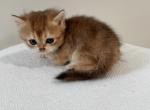 Max - British Shorthair Kitten For Sale - Winder&comma; GA&comma; US