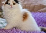 Josephina - Scottish Fold Kitten For Sale - Warwick&comma; NY&comma; US