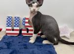 Molly - Devon Rex Kitten For Sale - Brooksville&comma; FL&comma; US