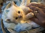 Purebred mitted male linx blue point ragdoll kitte - Ragdoll Kitten For Sale - Beavercreek&comma; OH&comma; US
