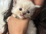 Purebred mitted male linx blue point ragdoll kitte - Ragdoll Kitten For Sale - 