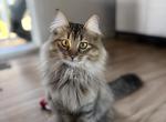 Ophelia - Domestic Cat For Adoption - Edgewood&comma; WA&comma; US
