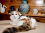 Infinity - Scottish Fold Kitten For Sale - Warwick&comma; NY&comma; US
