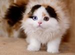 Josephina - Scottish Fold Kitten For Sale - Warwick&comma; NY&comma; US