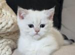 Elon - British Shorthair Kitten For Sale - Bensalem&comma; PA&comma; US