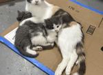 May Kittens - Domestic Kitten For Sale - Bridgewater&comma; VA&comma; US