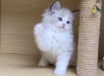 Camellia - Ragdoll Kitten For Sale - Monrovia&comma; CA&comma; US