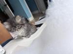 Delilah - Persian Kitten For Sale - Hampton&comma; GA&comma; US