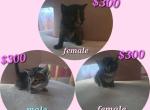 Domestic long hair kitties - American Longhair Kitten For Sale - Germantown&comma; MD&comma; US