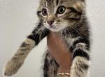 Milo - Scottish Straight Kitten For Sale - Commerce City&comma; CO&comma; US