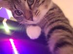 Gangalang - Domestic Kitten For Adoption - Broken Arrow&comma; OK&comma; US