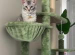 Koda - Highlander Kitten For Sale - Providence&comma; RI&comma; US