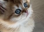 Artur longhair - British Shorthair Kitten For Sale - Matthews&comma; NC&comma; US
