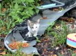 Orphan kitties - Domestic Kitten For Adoption - Tampa&comma; FL&comma; US