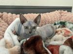 Female bambino - Bambino Kitten For Sale - Eatonville&comma; WA&comma; US