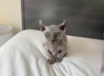 bambino and dwelf - Bambino Kitten For Sale - 