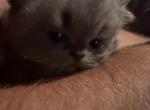 Willows kitten - Persian Kitten For Sale - Spruce Pine&comma; NC&comma; US