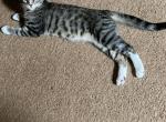 Stormy - Domestic Kitten For Adoption - Vernon&comma; NJ&comma; US