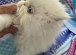 Persian white female - Persian Kitten For Sale - 