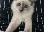 Loki - Ragdoll Kitten For Sale - Fort Myers&comma; FL&comma; US