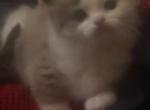 Cinnamon - Ragdoll Kitten For Sale - Gardnerville&comma; NV&comma; US