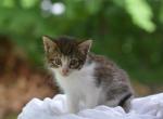 Gertie - Domestic Kitten For Sale - Orrville&comma; OH&comma; US