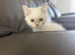 Mila - Himalayan Kitten For Sale - Lehigh&comma; FL&comma; US