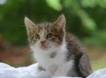 Sarah - Domestic Kitten For Sale - Orrville&comma; OH&comma; US