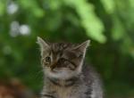 Henny - Domestic Kitten For Sale - Orrville&comma; OH&comma; US