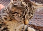 Chloe - Domestic Kitten For Sale - MA&comma; US