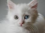 Cupcake - Minuet Kitten For Sale - Capon Bridge&comma; WV&comma; US