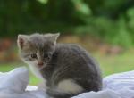 Ella - Domestic Kitten For Sale - Orrville&comma; OH&comma; US