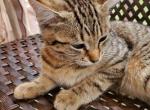 Lilly - Domestic Kitten For Sale - MA&comma; US
