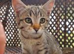 Sophie - Domestic Kitten For Sale - MA&comma; US