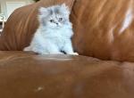 Cute girl Persian - Persian Kitten For Sale - Las Vegas&comma; NV&comma; US