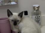 Sasha and Boby - Siamese Kitten For Sale - Lehigh Acres&comma; FL&comma; US