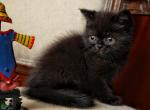 Bucky - Scottish Straight Kitten For Sale - North Richland Hills&comma; TX&comma; US