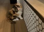 Dark calico female persian - Persian Kitten For Sale - Las Vegas&comma; NV&comma; US