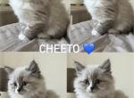 Ragdoll Siberians - Ragdoll Kitten For Sale - Farmington&comma; MN&comma; US