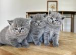 BSH Kittens Summer 26 - British Shorthair Kitten For Sale - Woodland Park&comma; CO&comma; US
