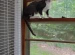 oreo - Devon Rex Cat For Sale - Lynchburg&comma; VA&comma; US