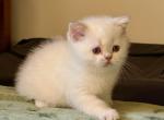 Sam - Scottish Straight Kitten For Sale - 
